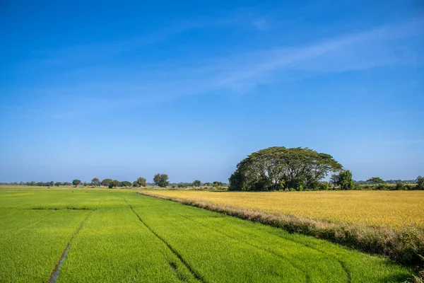 蓝天映衬下稻田的野景 — 图库照片