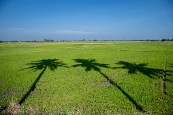 Sombra Coqueiro Fundição Campo Arroz Verde Céu Azul Tailândia — Fotografia de Stock