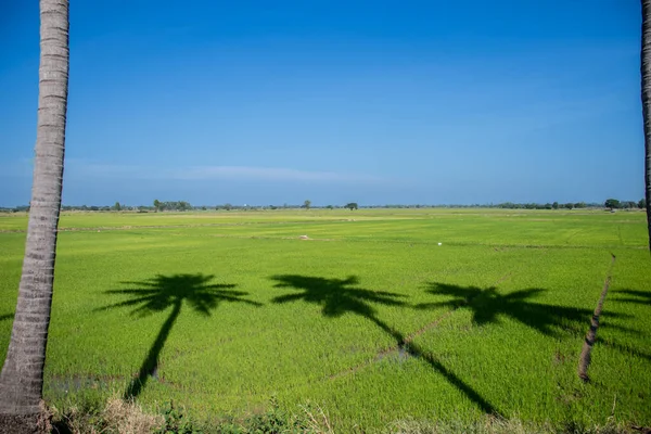 Тень Кокосового Дерева Отбрасываемая Зеленое Рисовое Поле Голубое Небо Таиланде — стоковое фото