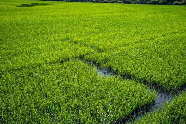 Campo Arroz Verde Com Caminho Água Linha Zikzak — Fotografia de Stock