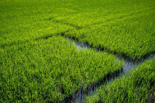 Зелене Рисове Поле Водяним Шляхом Лінії Різака — стокове фото