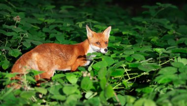 İngiltere 'de bir ormanda duran bir Kızıl Tilki' ye (Vulpes vulpes) yakın plan.