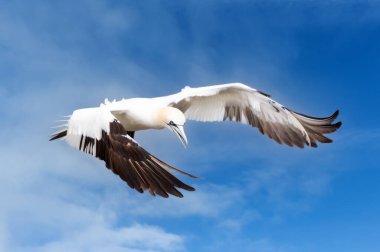 Kuzey sümsük kuşunun (Morus bassana) mavi gökyüzüne, Bempton uçurumlarına, İngiltere 'ye karşı uçuşu.