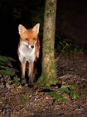 İngiltere 'de gece vakti ormanda bir Kızıl Tilki' nin (Vulpes vulpes) kapanışı..