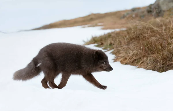 Close Uma Raposa Ártica Caminhando Neve Nas Costas Islândia — Fotografia de Stock