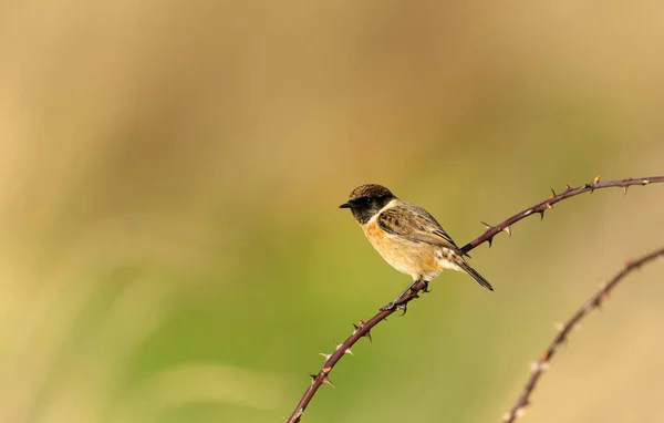 European Stonechat Perching Branch Green Background Natural Surrounding — Stock Photo, Image