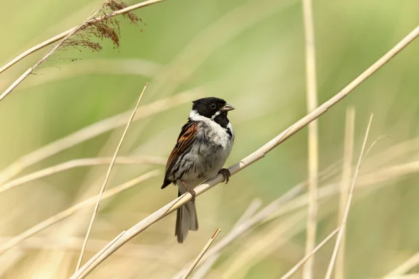 Close Perched Common Reed Bunting Nature Reserve — Stock Photo, Image