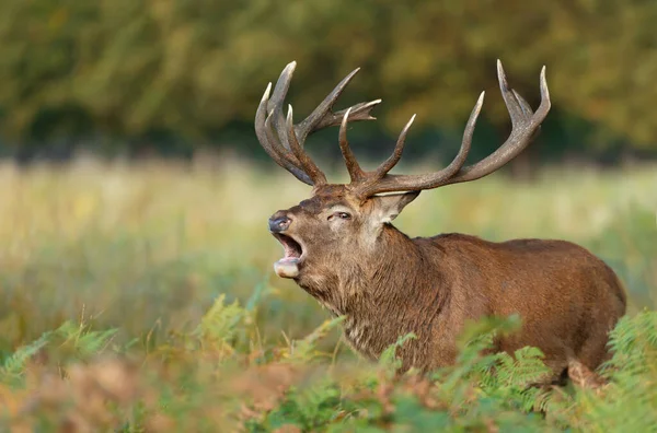 在秋天的锈蚀季节 一只红鹿的近身鸣叫 — 图库照片