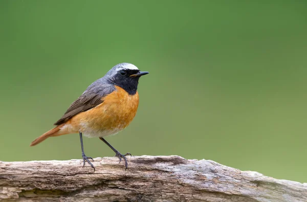 Close Common Redstart Perched Tree Trunk Green Background — Zdjęcie stockowe
