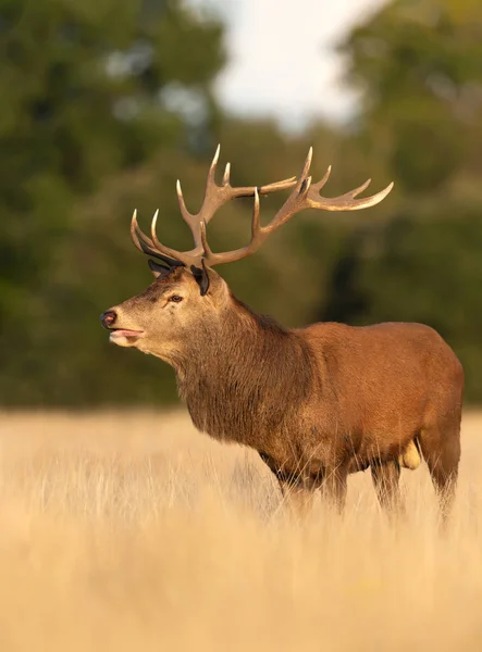 Close Red Deer Stag Standing Field Grass Early Autumn Morning — Stock Photo, Image