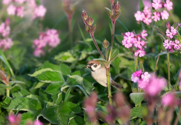 Close Eurasian Tree Sparrow Posazený Růžové Květy Campion — Stock fotografie