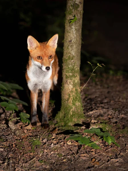 Close Uma Raposa Vermelha Vulpes Vulpes Floresta Noite Reino Unido — Fotografia de Stock