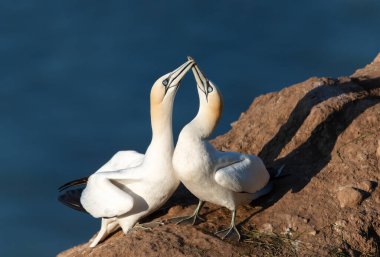 Kuzey Denizi, Bempton uçurumları, İngiltere 'de bir uçurum üzerinde Kuzeyli sümsük kuşlarını (Morus bassana) birbirine bağlayan yakın çekim.