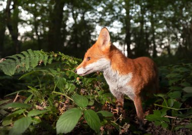 İngiltere 'de bir ormanda Kızıl Tilki' nin (Vulpes vulpes) kapanışı..