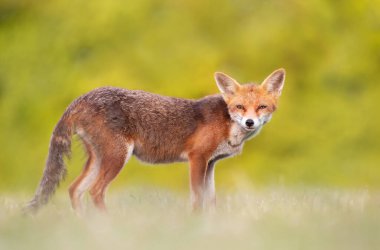 Yaz aylarında kırmızı bir tilki yakın, İngiltere.