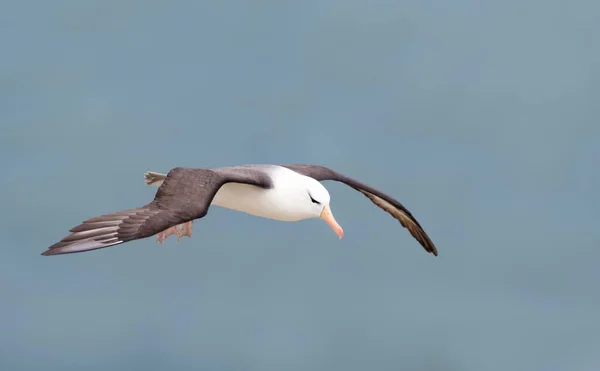 Zbliżenie Czarnobrwiowego Albatrosa Thalassarche Melanophris Locie Klify Bempton Wielka Brytania — Zdjęcie stockowe