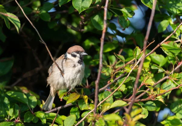 Close Eurasian Tree Sparrow Perched Branch Bempton Cliffs — Stock Photo, Image