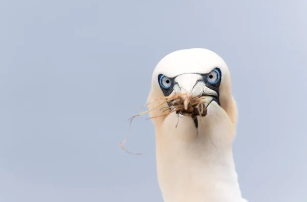 Close Northern Gannet Morus Bassana Nesting Material Beak Bempton Cliffs — Stockfoto