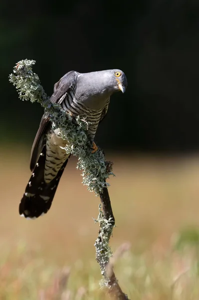 Κοντινό Πλάνο Ενός Common Cuckoo Σκαρφαλωμένου Ένα Κλαδί Δέντρου Βρύα — Φωτογραφία Αρχείου