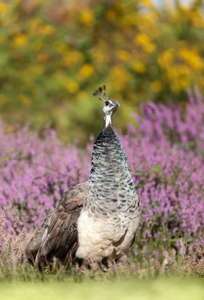 Close Colorful Peahen Pink Heather — Stock Photo, Image
