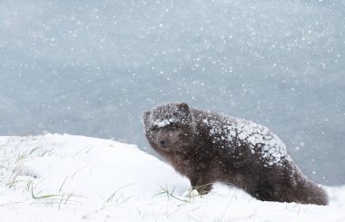 İzlanda'nın İzlanda'ya yağan karda kutup tilkisinin yakın çekimi.