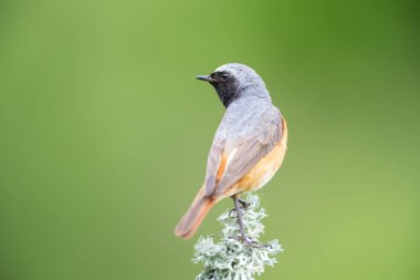 Açık yeşil arka planda yosunlu bir dala tünemiş ortak bir Redstart 'in kapanışı, İngiltere.