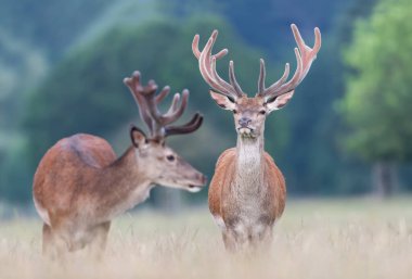 Yazın İngiltere 'de kadife boynuzlu iki kırmızı geyiği yakın plan yapın..