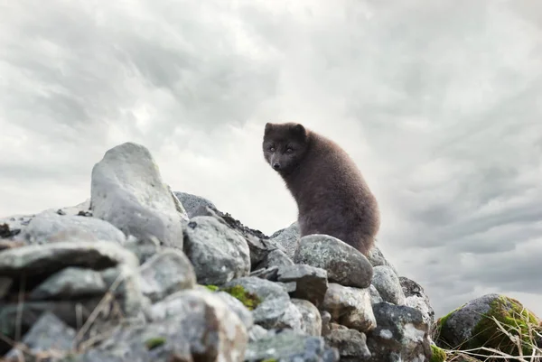 Polarfuchs Sitzt Auf Einer Felsküste Island — Stockfoto