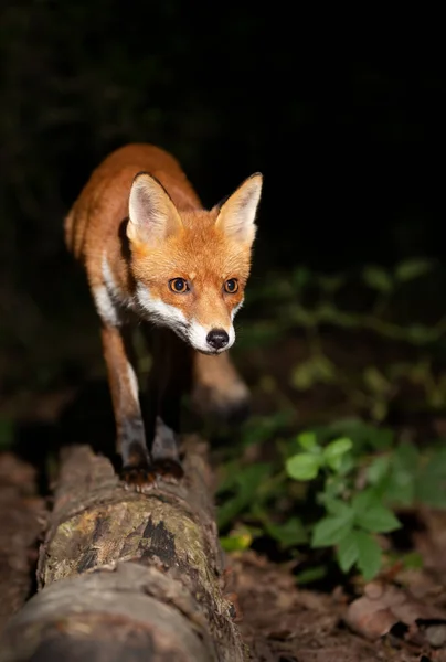 Close Red Fox Vulpes Vulpes Standing Fallen Tree Night — Stock Photo, Image
