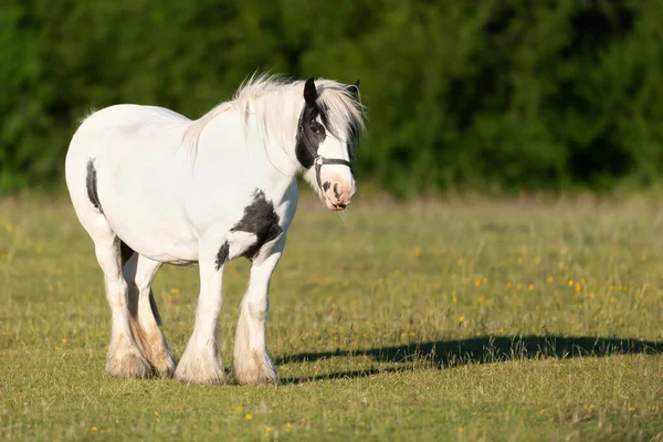 Een Wit Paard Dat Zomer Groen Gras Staat — Stockfoto