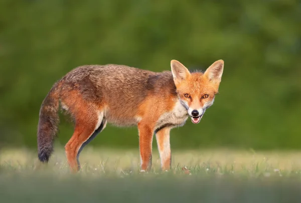 Close Red Fox Standing Meadow Summer — Stock Photo, Image