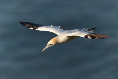 Close up of a Northern gannet (Morus bassana) in flight against blue sky, Bempton cliffs, UK.