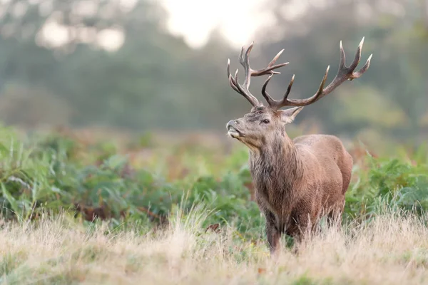 Close Red Deer Stag Autumn — Stock Photo, Image