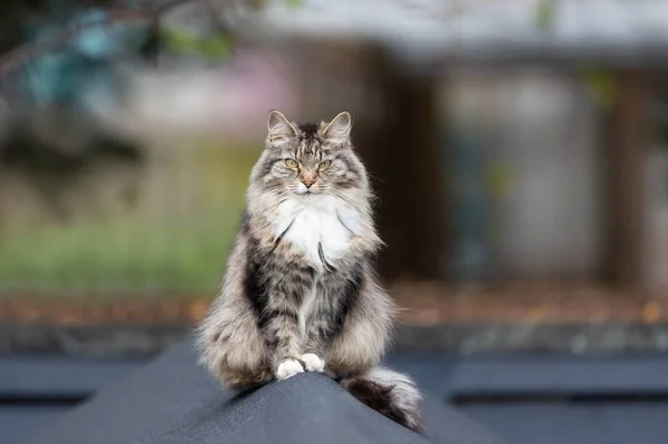 Close up of a long-haired grey domestic cat sitting on a shed roof in a garden, UK.