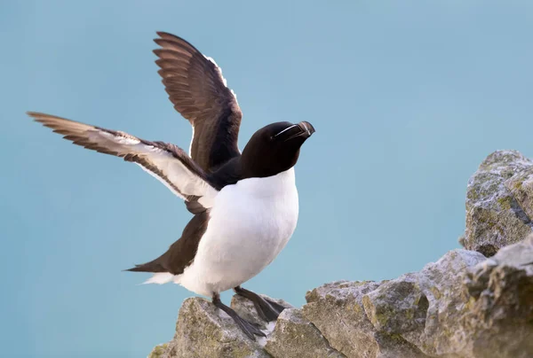 Nahaufnahme Eines Rasiervogels Mit Offenen Flügeln Vor Klarem Blauen Hintergrund — Stockfoto