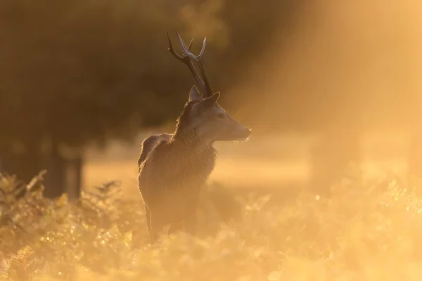 stock image Close up of a Red Deer at sunrise, UK.