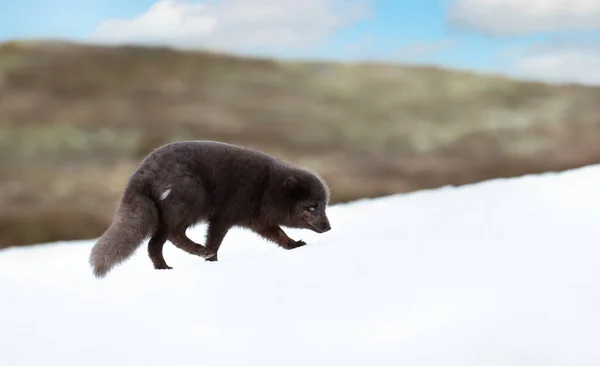 Primer Plano Zorro Ártico Caminando Nieve Las Costas Islandia — Foto de Stock