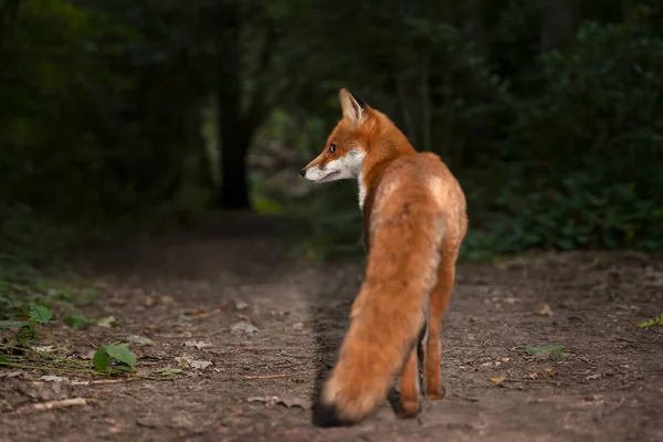 Κοντινό Πλάνο Μιας Κόκκινης Αλεπούς Που Στέκεται Στο Δάσος Ηνωμένο — Φωτογραφία Αρχείου