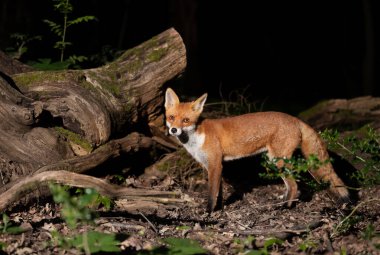 İngiltere 'de bir ormanda bir Kızıl Tilki' ye (Vulpes vulpes) yakın çekim.