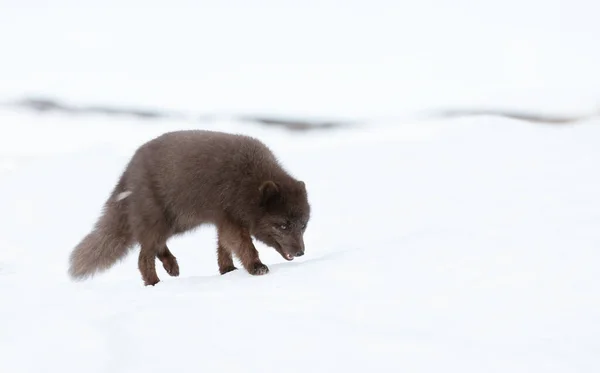 Κοντινό Πλάνο Αρκτικής Αλεπούς Που Περπατά Στο Χιόνι Στις Ακτές — Φωτογραφία Αρχείου