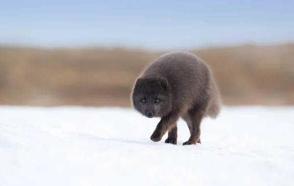 Zblízka Arktické Lišky Kráčející Sněhu Pobřeží Islandu — Stock fotografie