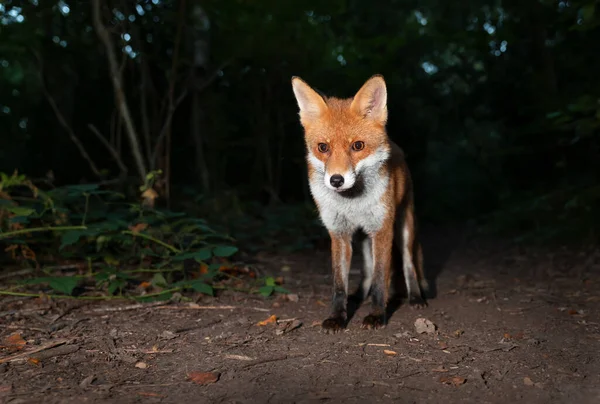 Nahaufnahme Eines Rotfuchses Vulpes Vulpes Einem Wald Der Nacht Großbritannien — Stockfoto