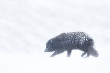 Close up of an Arctic fox in the falling snow, winter in Iceland.