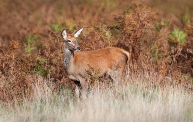 Close up of a red deer hind in grass, UK.