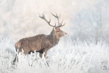 Kışın yağan karda, İngiltere 'de kızıl geyik geyiğine yakın..