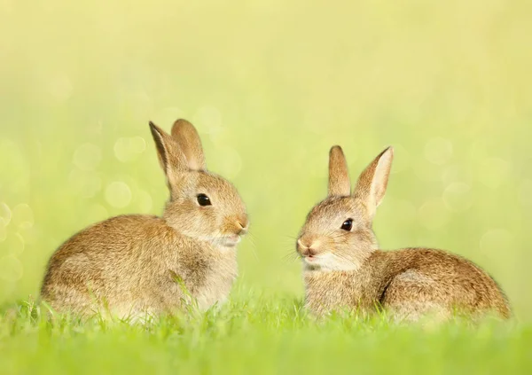 Close Two Cute Little Rabbits Sitting Meadow — Stock Photo, Image