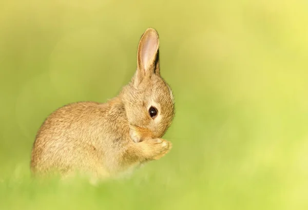 Close Cute Little Rabbit Spring — Stock Photo, Image