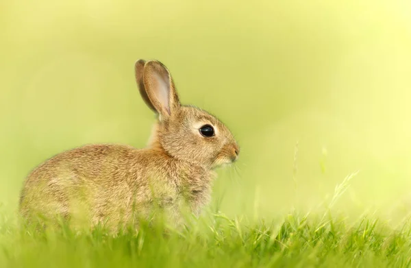 Close up of a cute little rabbit in spring, UK.