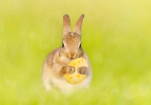 Close Cute Little Rabbit Holding Easter Egg — Stock Photo, Image