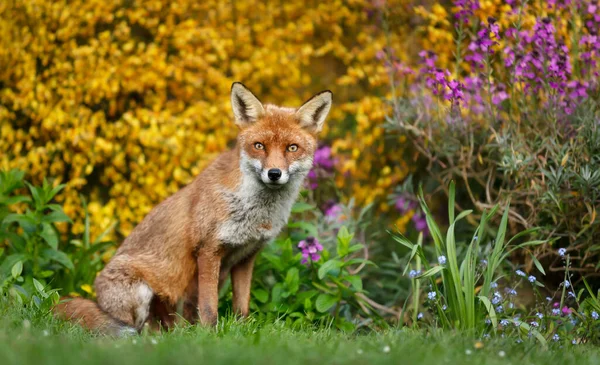 Close Red Fox Vulpes Vulpes Spring — Stock Photo, Image
